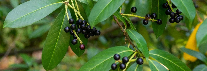 Schwarze Beeren an einem Strauch